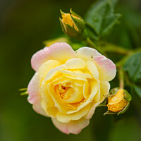 Buy canvas prints of yelow  rose flower by Simon Johnson