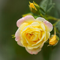Buy canvas prints of Yellow Rose by Simon Johnson