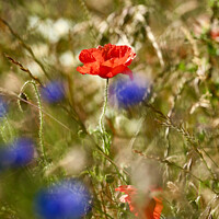 Buy canvas prints of "Vibrant Coquelicot Blossom in Nature" by Simon Johnson
