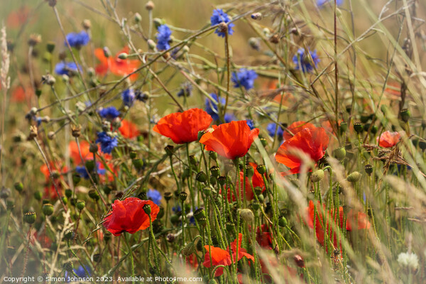 Poppy flowers Picture Board by Simon Johnson