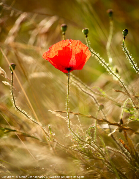 A close up of a sunlit poppy Picture Board by Simon Johnson