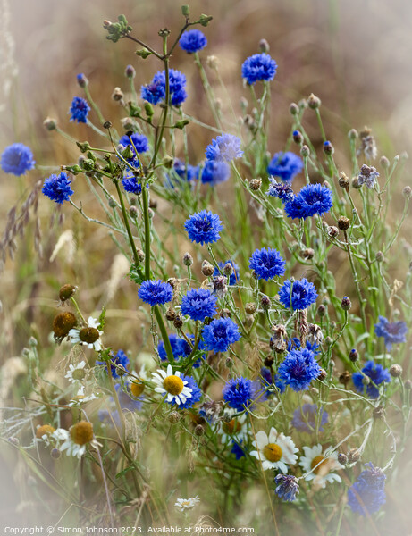 Corn flowers in the wind Picture Board by Simon Johnson