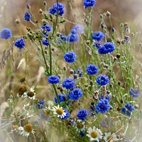 Buy canvas prints of Corn flowers in the wind by Simon Johnson