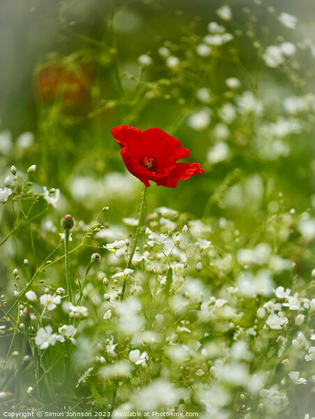 Poppy flower Picture Board by Simon Johnson