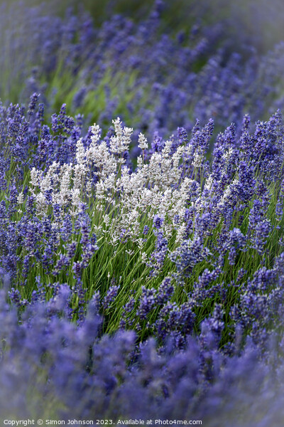 Cotswold Lavender Picture Board by Simon Johnson