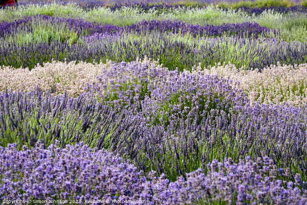 Lavender rows Picture Board by Simon Johnson
