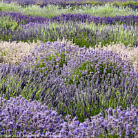 Buy canvas prints of Lavender rows by Simon Johnson