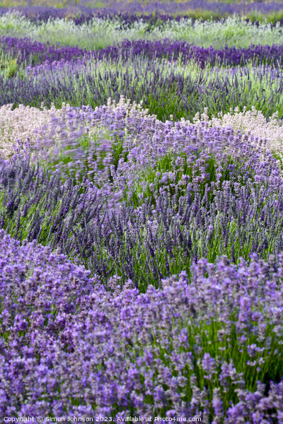 Lavender field Picture Board by Simon Johnson