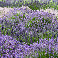 Buy canvas prints of Lavender field by Simon Johnson
