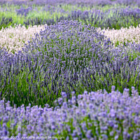 Buy canvas prints of Lavender field by Simon Johnson
