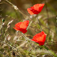 Buy canvas prints of  hatrick of sunlit poppies by Simon Johnson