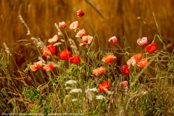 sunlit Poppy flowers Picture Board by Simon Johnson
