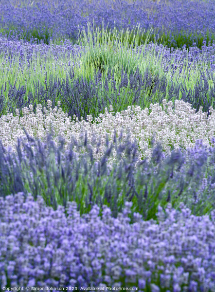 lavender  Picture Board by Simon Johnson