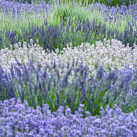 Buy canvas prints of lavender  by Simon Johnson