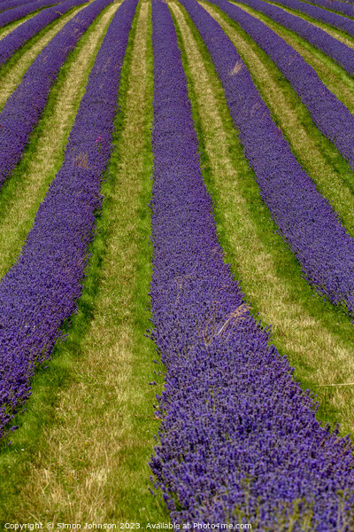 Lavender lines Picture Board by Simon Johnson