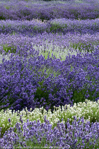 Lavender field  Picture Board by Simon Johnson