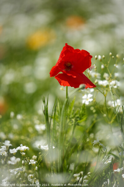 Poppy  flower Picture Board by Simon Johnson