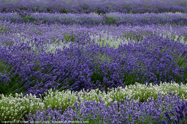 lavender field Picture Board by Simon Johnson
