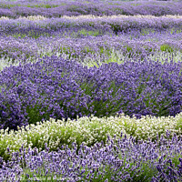 Buy canvas prints of lavender field by Simon Johnson