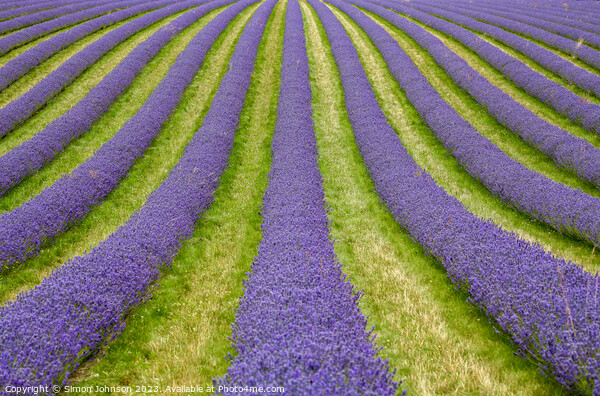 Lavender lines Picture Board by Simon Johnson