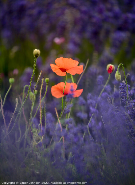 Poppies in Lavender  Picture Board by Simon Johnson