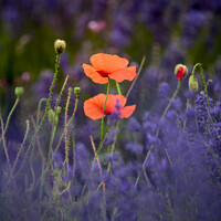 Buy canvas prints of Poppies in Lavender  by Simon Johnson