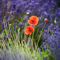 Buy canvas prints of Poppies  by Simon Johnson