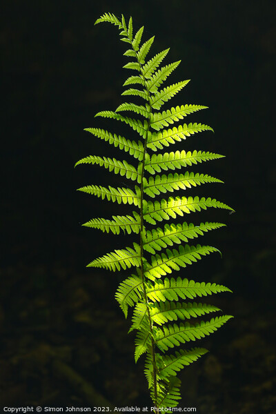 Luminous  fern Picture Board by Simon Johnson