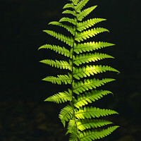 Buy canvas prints of Luminous  fern by Simon Johnson