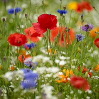 Buy canvas prints of poppyr field with wild flowers by Simon Johnson