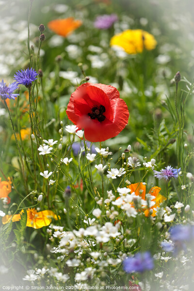 Poppy and wild flowers Picture Board by Simon Johnson