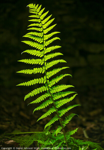 Luminous fern Picture Board by Simon Johnson