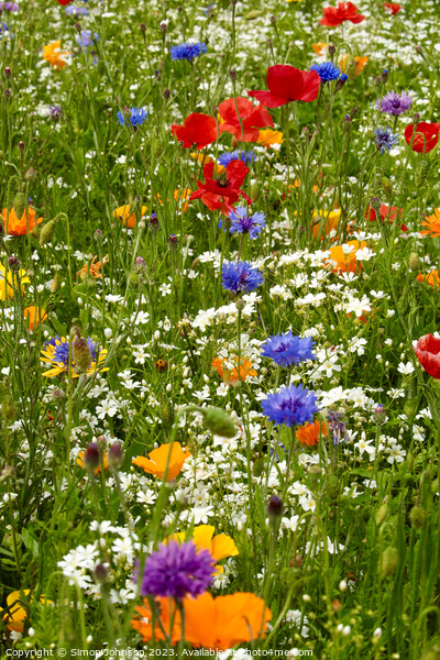 Wild flowers Picture Board by Simon Johnson