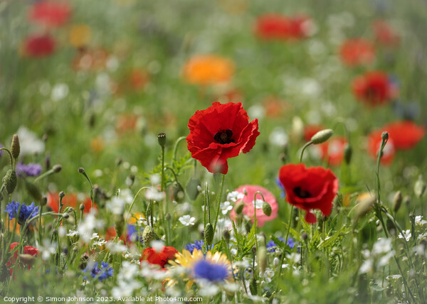 Poppy and wild flower field Picture Board by Simon Johnson