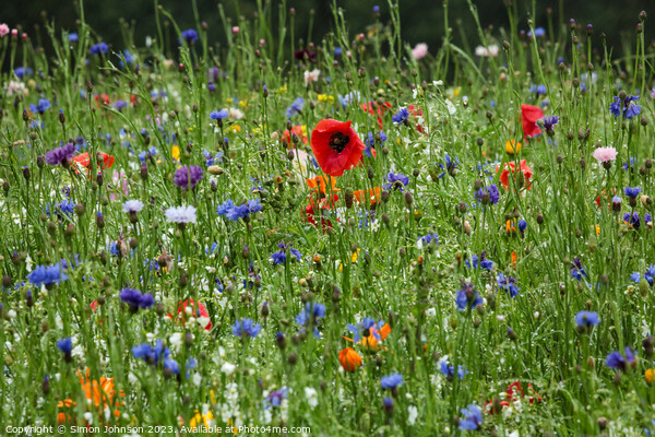 Poppy and wild flowers in the rain Picture Board by Simon Johnson