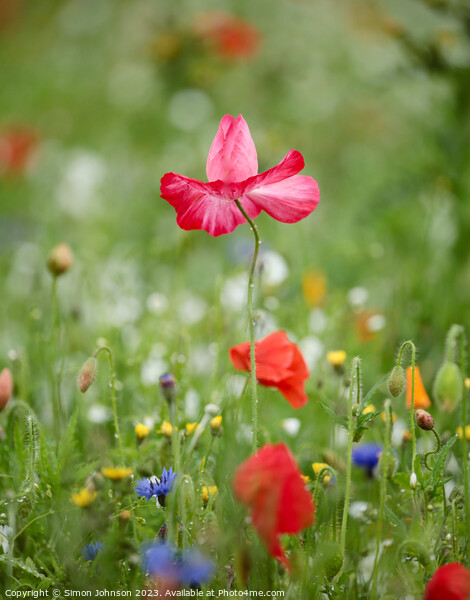 Pink Poppy flower Picture Board by Simon Johnson