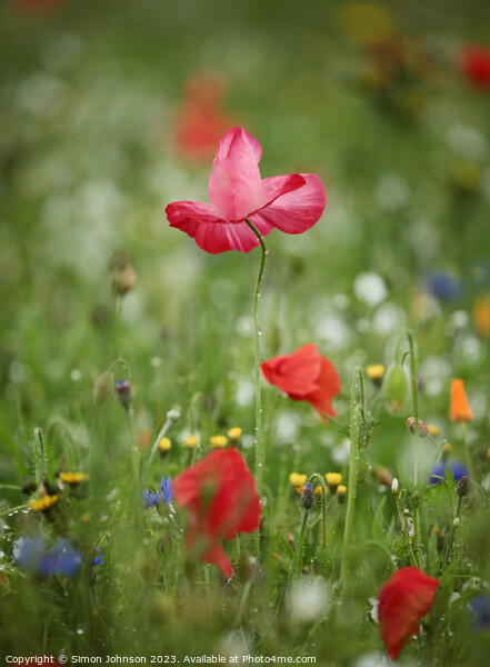 Pink Poppy flower Picture Board by Simon Johnson