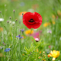 Buy canvas prints of A close up of a Poppy flower by Simon Johnson