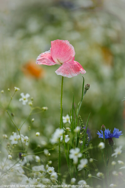 Pink Poppy Picture Board by Simon Johnson