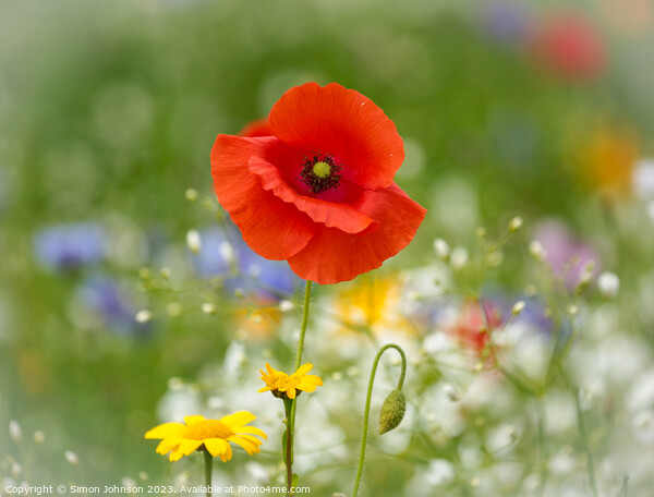 Poppy  flower Picture Board by Simon Johnson