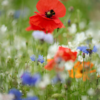 Buy canvas prints of poppy with bee by Simon Johnson