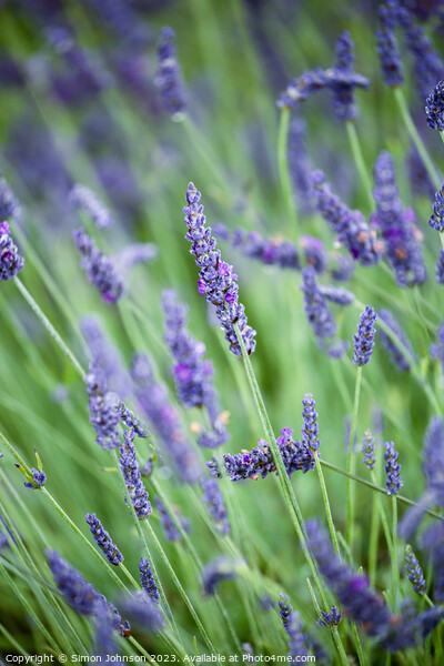 Lavender  Picture Board by Simon Johnson