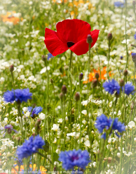 Poppy flower Picture Board by Simon Johnson
