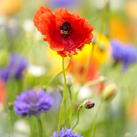 Buy canvas prints of Poppy flower with bee by Simon Johnson