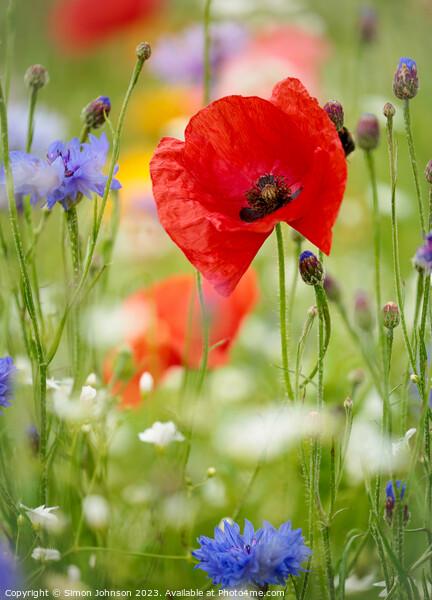 Poppyflower Picture Board by Simon Johnson