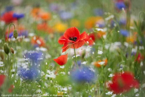 Poppy and wild flowers Picture Board by Simon Johnson