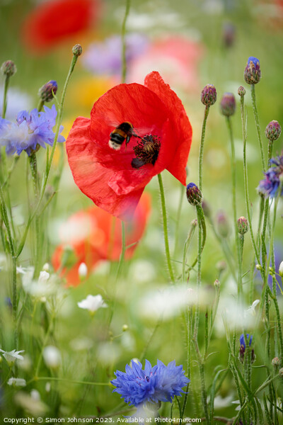 poppy flower with bee Picture Board by Simon Johnson