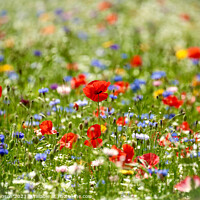 Buy canvas prints of Wild flowers field by Simon Johnson