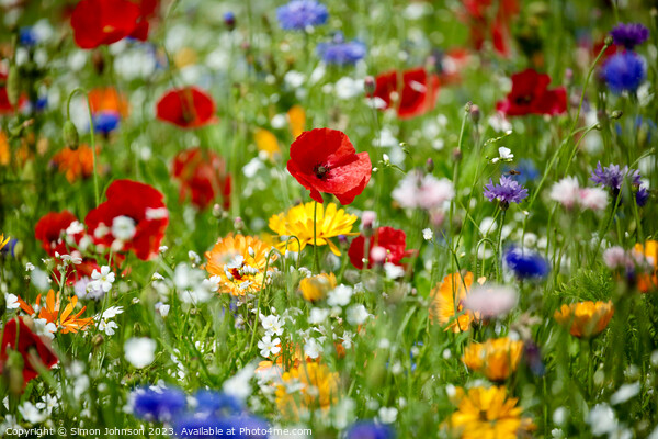 Wild flowers  Picture Board by Simon Johnson