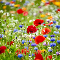 Buy canvas prints of wild flower field with Poppies by Simon Johnson